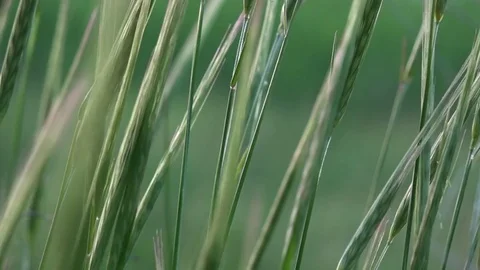 Delicate swaying of ears. 動画素材 76390738