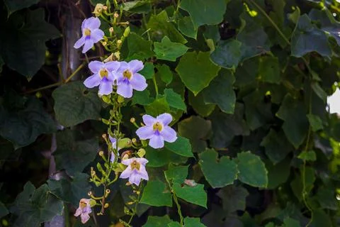 The delicate texture of the large Dengbo flower displayed under warm, backl.. Stock Photos