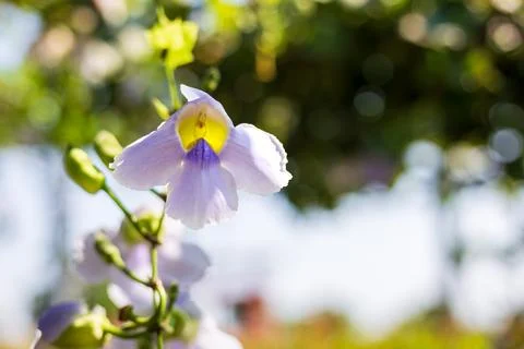 The delicate texture of the large Dengbo flower displayed under warm, backl.. Stock Photos