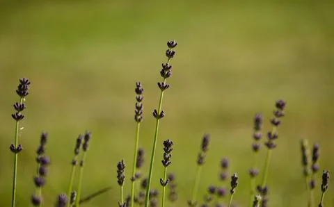 Delicate thin branches of lavender on a blurry background of a summer garden Stock Photos