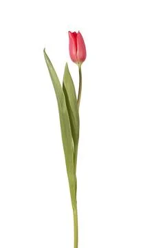 Delicate thin stem with gentle tulip flower isolated on white. Stock Photos