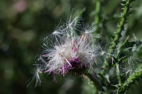 Delicate Thistle Seeds Scattering Stock Photos