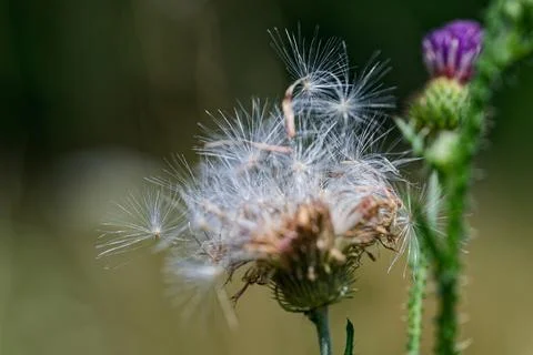 Delicate Thistle Seeds in the Wind Stock Photos