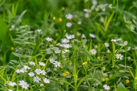 Delicate tiny botanical motif repeating seamlessly. Repetitive small wildflow Stock Photos