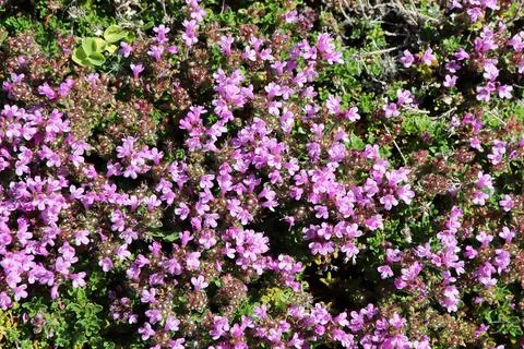 Delicate tiny flowers on a Creeping Thyme plant Stock Photos