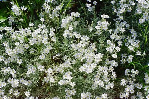 Delicate tiny flowers of white colour growing outside on the backyard. Hori.. Stock Photos