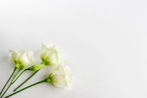Delicate tiny white flowers on white background Foto stock