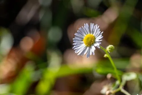 Delicate tiny wild flower showing bright white petals shining Foto stock