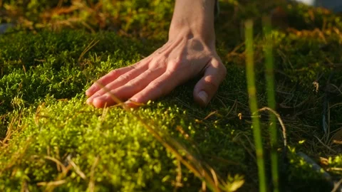 Delicate touch of a womans hand on lush forest moss Stock Footage 296748671