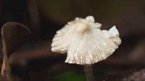 Delicate Translucent Mushroom Macro on Dark Background Vidéo 335114706