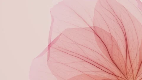 Delicate translucent pink petals close-up with detailed veins on a soft pas.. Stock Footage 336372250