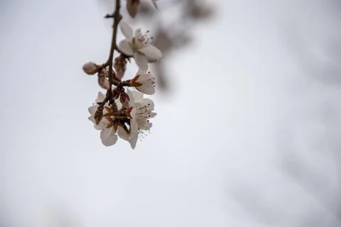 Delicate Tree Blossom Branch Close Up On Soft Light Background Stock Photos