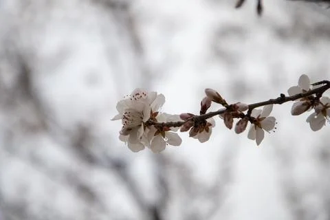Delicate Tree Blossom Branch Close Up On Soft Light Background Stock Photos