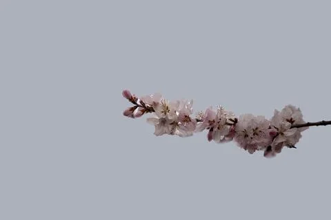 Delicate Tree Blossom Branch Close Up On Soft Light Background Stock Photos