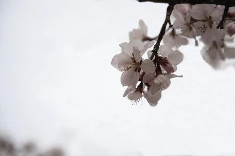 Delicate Tree Blossom Branch Close Up On Soft Light Background Stock Photos