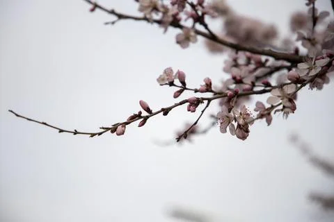 Delicate Tree Blossom Branch Close Up On Soft Light Background Stock Photos