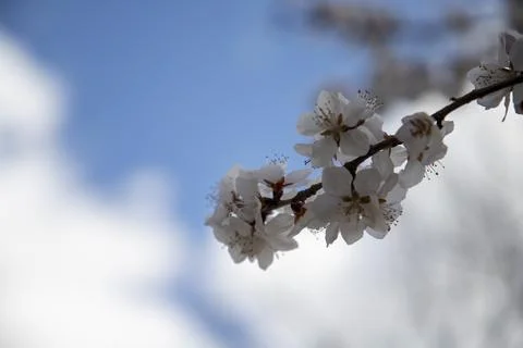 Delicate Tree Blossom Branch Close Up On Soft Light Background Stock Photos