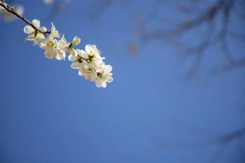 Delicate Tree Blossom Branch Close Up On Soft Light Background Stock Photos