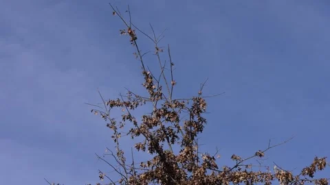 Delicate Tree Branch Against Blue Sky Stock Footage 305957733