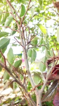 Delicate Tree Branches and Fresh Green Leaves in Backlight. Stock Photos