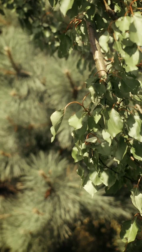 Delicate tree leaves Stock Footage 314186641