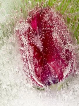Delicate tulip in ice Stock Photos