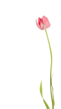 Delicate tulip on a white background Stock Photos