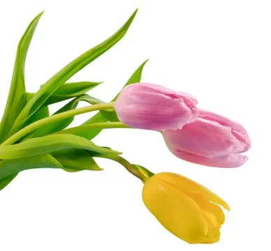 Delicate tulips Stock Photos