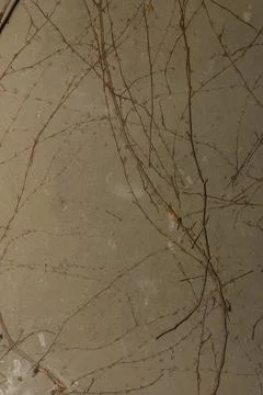 Delicate twigs tracing nature's calm patterns on a muted surface Stock Photos