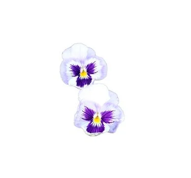 Delicate two blue violets with purple-yellow centers, - color photo, close-.. Stock Photos
