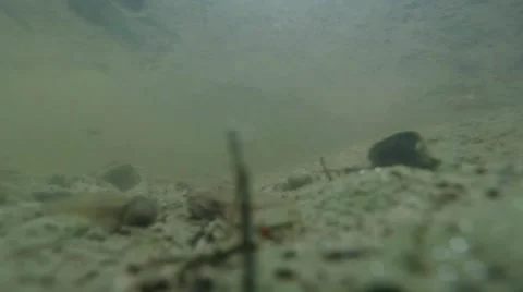Delicate underwater beetle is masked in the realm of Triton Stock Footage 40524607