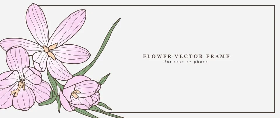 Delicate vector floral frame with pink crocuses and green lilies Stock Illustration