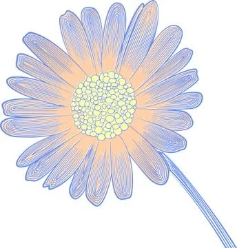Delicate vector linear pattern of daisy flower Illustrazione stock