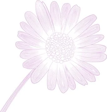Delicate vector linear pattern of daisy flower Stock Illustration