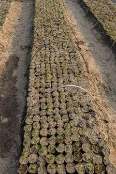 Delicate vegetable sprouts organized in rows with irrigation hoops across pr Stock Photos
