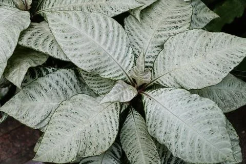 The delicate veining and speckled pattern of the Zebra plant Snowflake. Stock Photos