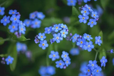 Delicate vibrant blue forget me not blossoms adding fresh color and delicate  Stock Photos