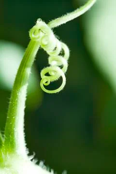Delicate vine tendril Stock Photos