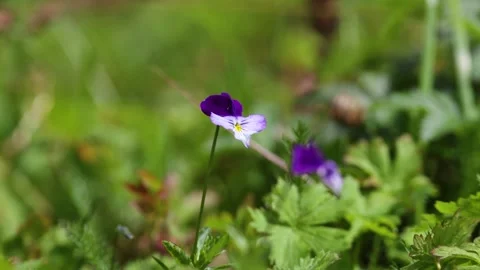 A delicate violet flower close-up Stock Footage 315873672
