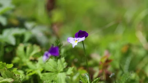 A delicate violet flower close-up Stock Footage 315874040