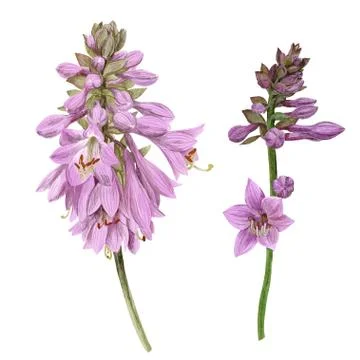 Delicate violet hosta flowers, hand drawn vector Stock Illustration