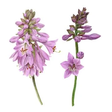 Delicate violet hosta flowers, hand drawn Stock Illustration