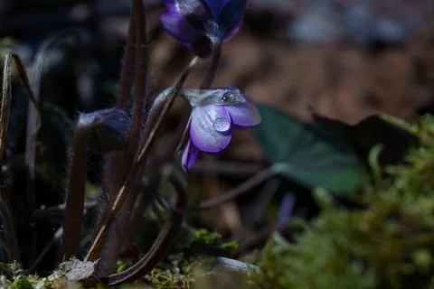 Delicate violet spring wildflowers blooming beneath fallen branch on woodland fl Stock Photos