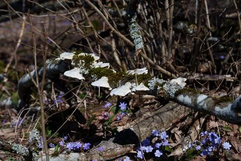 Delicate violet spring wildflowers blooming beneath fallen branch on woodland fl Stock Photos