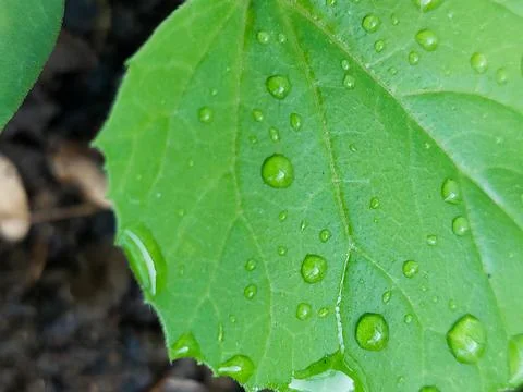 Delicate water droplets resting on a melon leaf. Stock Photos