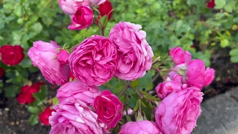 A delicate wealth of pink terry rosebuds on a single branch. Stock Footage 247047158
