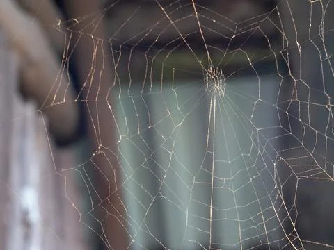 Delicate web glows softly in dim, muted light Foto stock