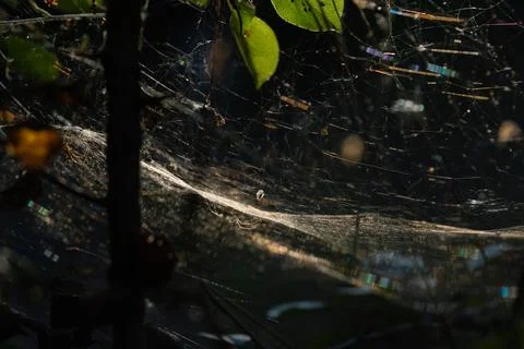 The delicate web plays with spectra in the rays of the sun through the foliag Stock Photos