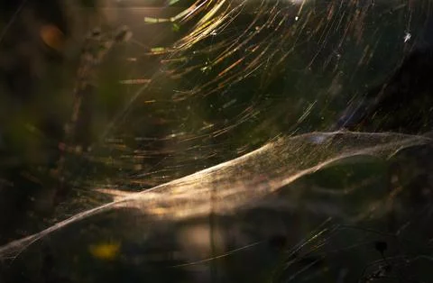 The delicate web plays with spectra in the rays of the sun through the foliag Stock Photos
