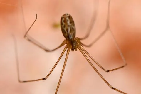 Delicate web of a spider under soft, warm sunlight in a tranquil indoor setti Stock Photos